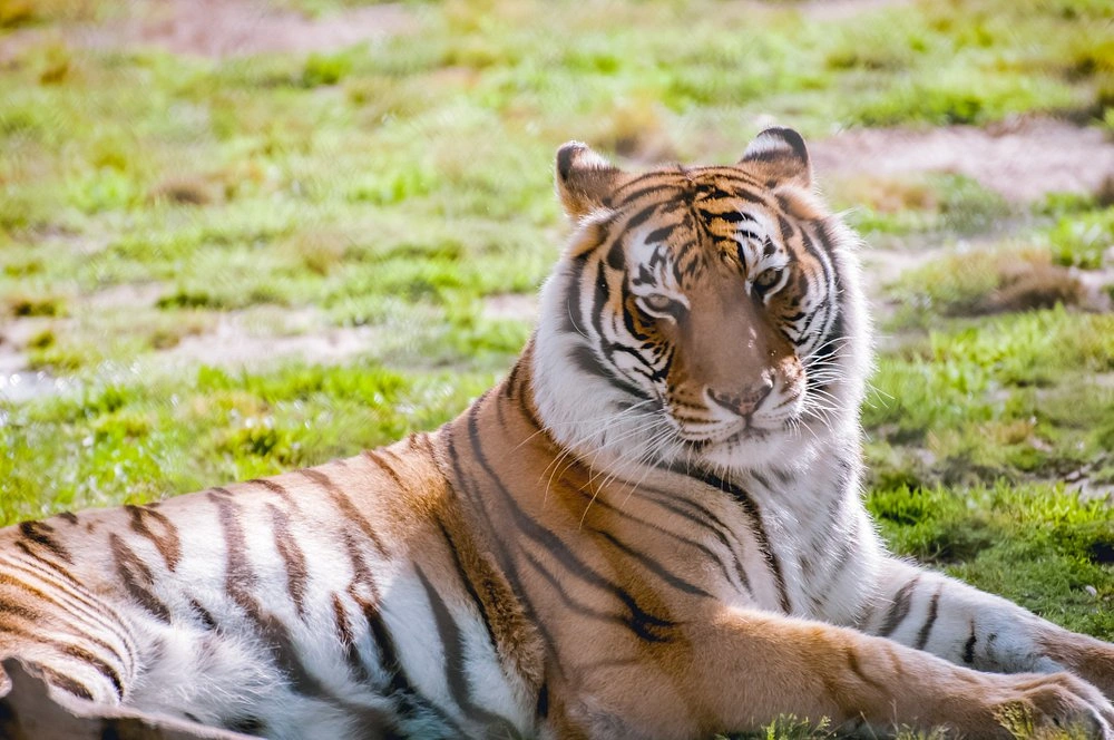 Alabama Gulf Coast Zoo